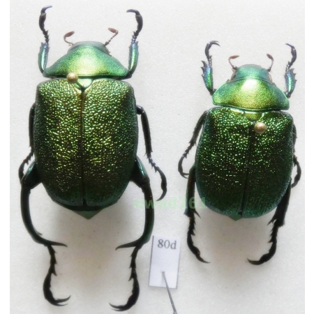 Chrysophora chrysochlora (Latreille, 1811) pair 30mm Peru80d